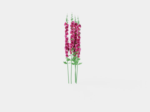 Alcea rosea Chaters Double Pink Stokkrose 3Dモデル
