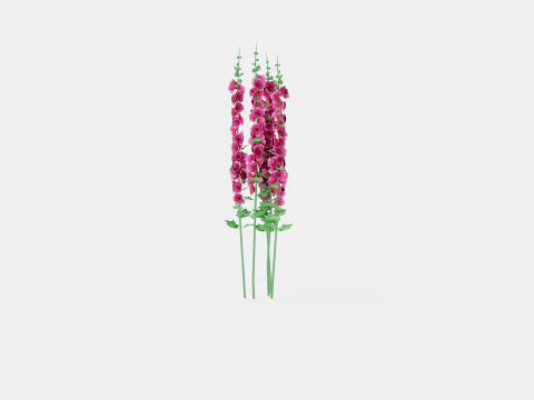 Alcea rosea Chaters Double Pink Stokkrose 3D Model