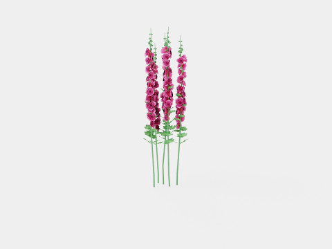 Alcea rosea Chaters Double Pink Stokkrose 3Dモデル