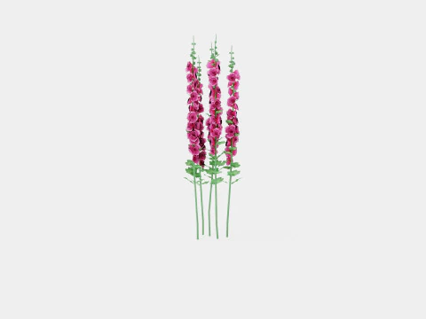 Alcea rosea Chaters Double Pink Stokkrose 3D Model