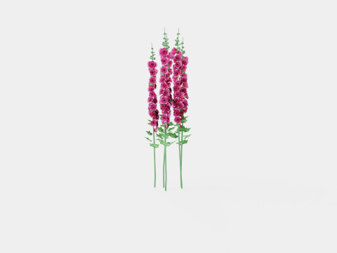 Alcea rosea Chaters Double Pink Stokkrose 3Dモデル