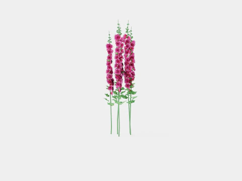 Alcea rosea Chaters Double Pink Stokkrose 3D Model
