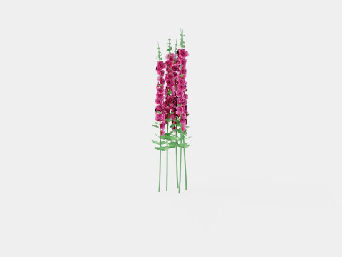 Alcea rosea Chaters Double Pink Stokkrose 3Dモデル