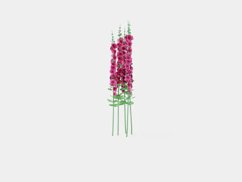 Alcea rosea Chaters Double Pink Stokkrose 3D Model