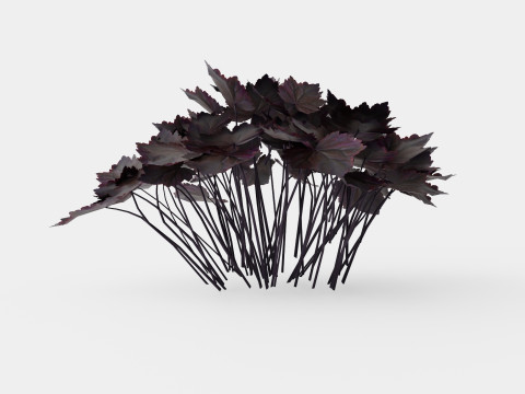 Heuchera Palace Purple Marmoralunrot 3D-Modell