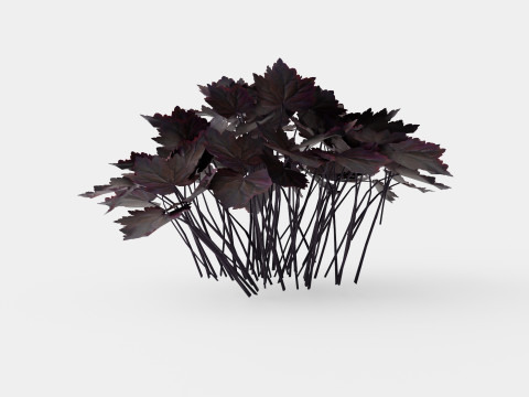 Heuchera Palace Purple Marmoralunrot 3D-Modell