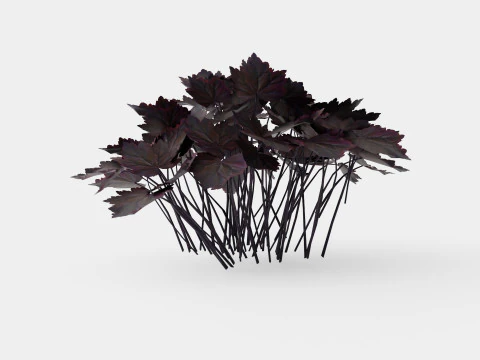 Heuchera Palace Purple Marmoralunrot 3D Model