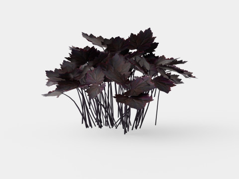 Heuchera Palace Purple Marmoralunrot 3D-Modell