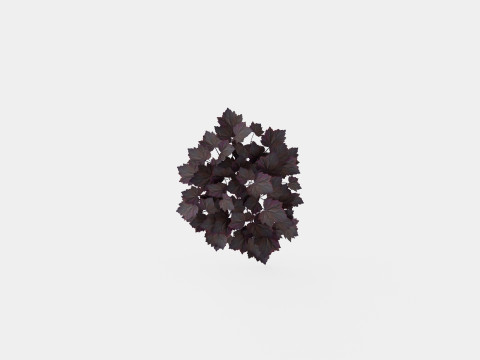 Heuchera Palace Purple Marmoralunrot 3D-Modell