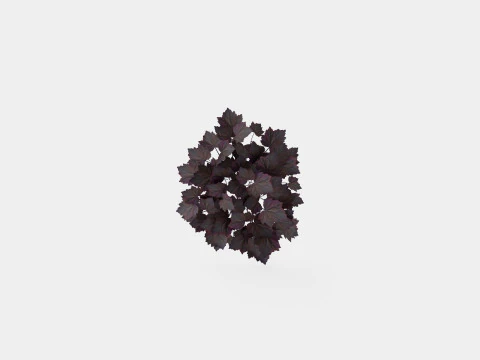 Heuchera Palace Purple Marmoralunrot 3D Model