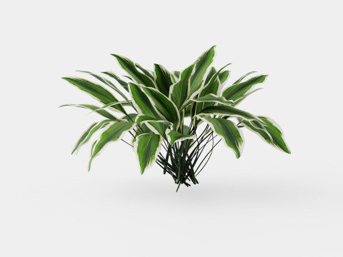 Hosta Patriot Bladlilje Model 3D