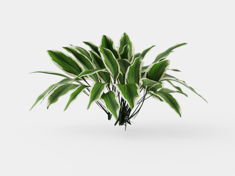 Hosta Patriot Bladlilje Modello 3D