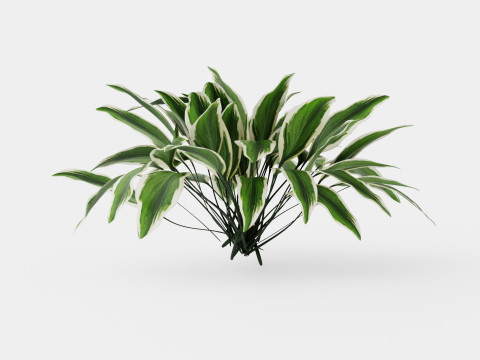 Hosta Patriot Bladlilje Modello 3D