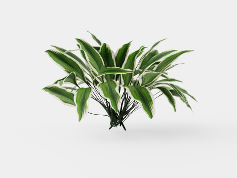Hosta Patriot Bladlilje Modello 3D
