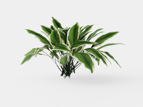Hosta Patriot Bladlilje Modello 3D