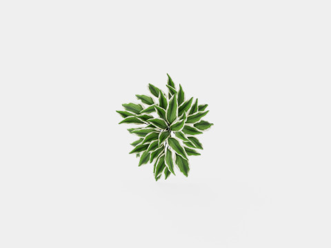 Hosta Patriot Bladlilje Modello 3D