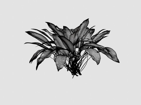 Hosta Patriot Bladlilje Modello 3D