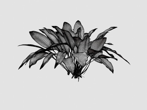 Hosta Patriot Bladlilje Modello 3D
