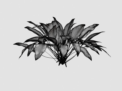 Hosta Patriot Bladlilje Modello 3D