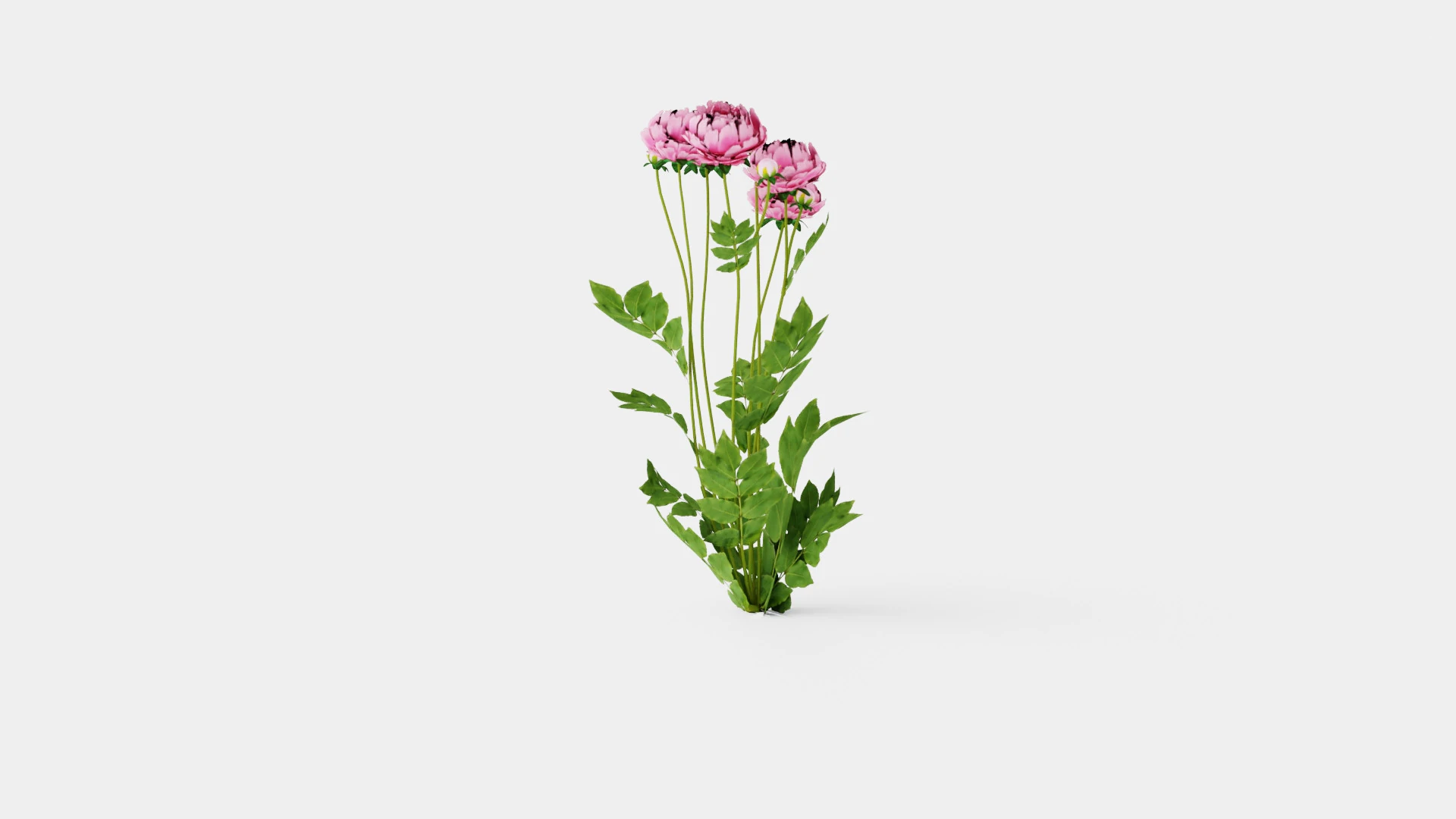 Paeonia lactiflora Sarah Bernhardt Pion or Peon 3D Model .c4d .max .obj .3ds .fbx .stl .blend