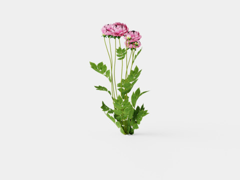 Paeonia lactiflora Sarah Bernhardt Pion or Peon Modèle 3D