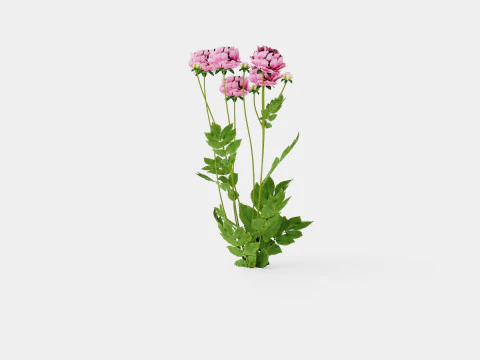 Paeonia lactiflora Sarah Bernhardt Pion or Peon 3D Model