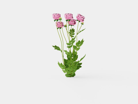 Paeonia lactiflora Sarah Bernhardt Pion or Peon 3D Модель