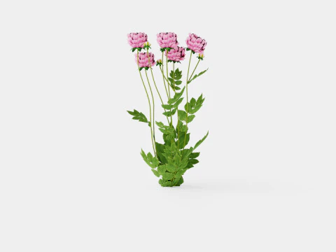 Paeonia lactiflora Sarah Bernhardt Pion or Peon 3D Model
