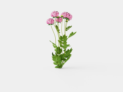 Paeonia lactiflora Sarah Bernhardt Pion or Peon 3D Модель