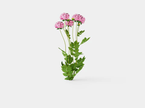 Paeonia lactiflora Sarah Bernhardt Pion or Peon 3D Model