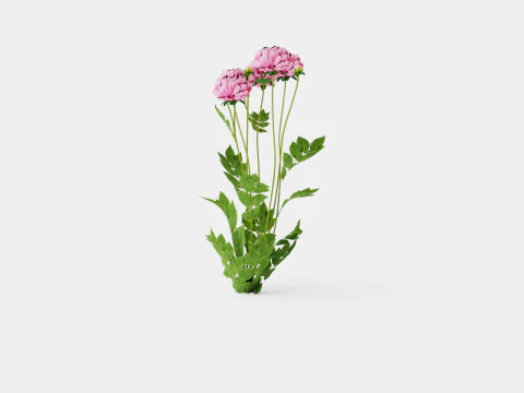 Paeonia lactiflora Sarah Bernhardt Pion or Peon 3D Model