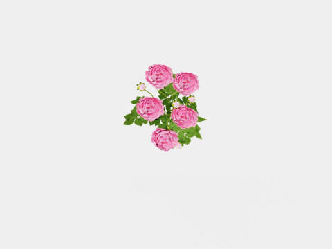 Paeonia lactiflora Sarah Bernhardt Pion or Peon 3D Модель