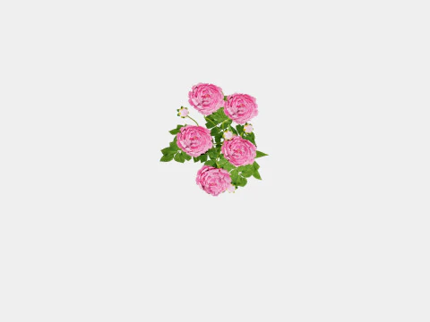 Paeonia lactiflora Sarah Bernhardt Pion or Peon 3D Model