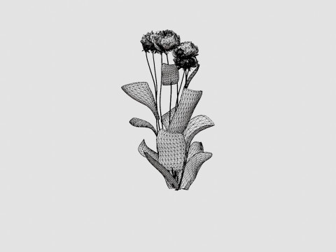 Paeonia lactiflora Sarah Bernhardt Pion or Peon 3D Модель