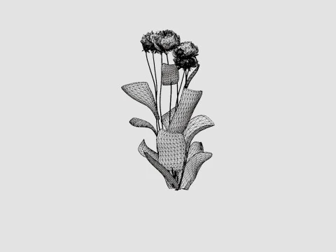 Paeonia lactiflora Sarah Bernhardt Pion or Peon 3D Model
