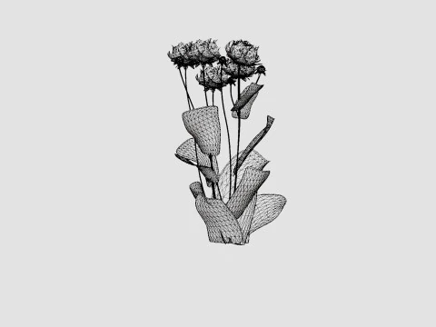Paeonia lactiflora Sarah Bernhardt Pion or Peon 3D Model