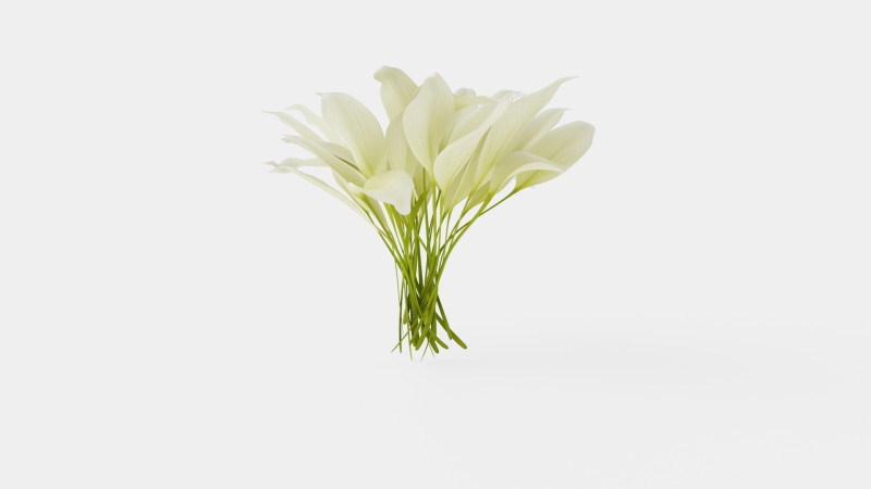 Hosta White Feather Bladlilje 3D मॉडल .c4d .max .obj .3ds .fbx .stl .blend