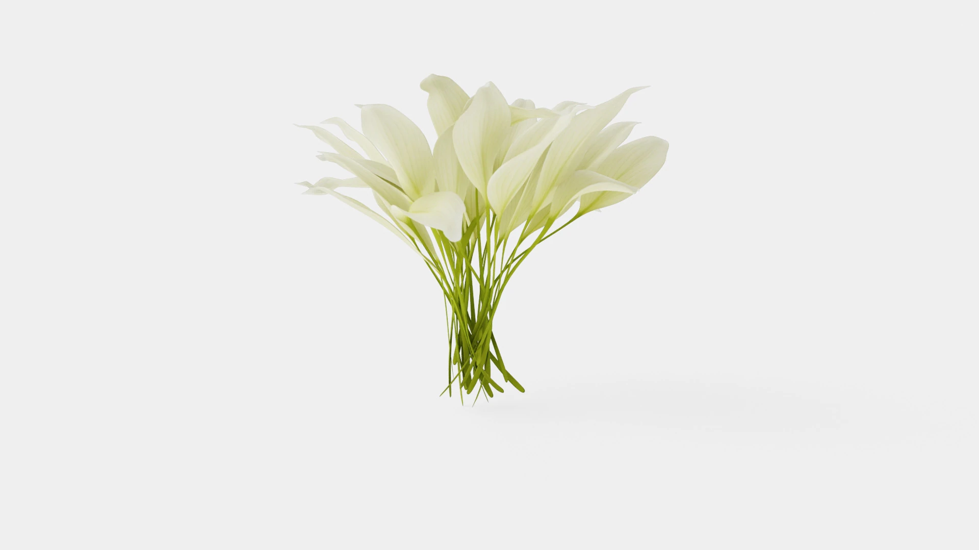 Hosta White Feather Bladlilje 3D Model .c4d .max .obj .3ds .fbx .stl .blend