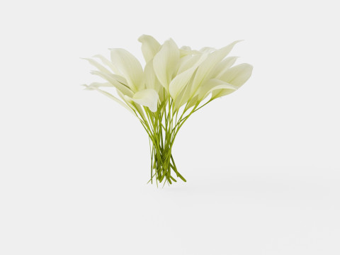 Hosta White Feather Bladlilje 3Dモデル