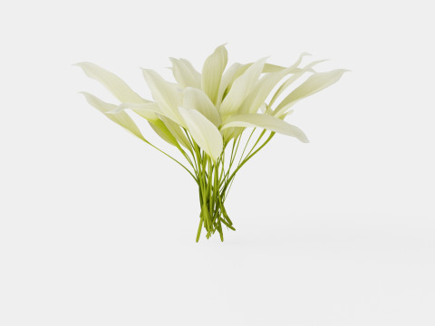 Hosta White Feather Bladlilje 3D मॉडल