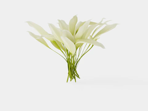 Hosta White Feather Bladlilje 3D Model