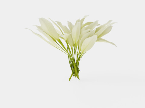 Hosta White Feather Bladlilje 3D मॉडल
