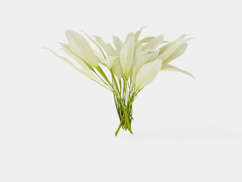 Hosta White Feather Bladlilje 3D Model
