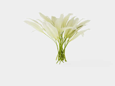 Hosta White Feather Bladlilje 3D मॉडल