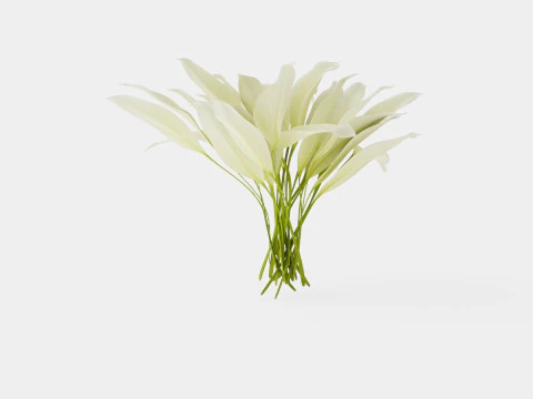 Hosta White Feather Bladlilje 3D Model