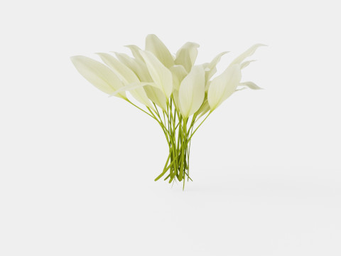 Hosta White Feather Bladlilje 3D मॉडल