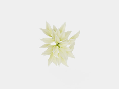 Hosta White Feather Bladlilje 3D मॉडल