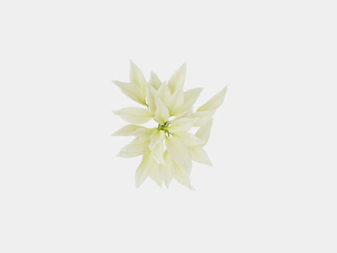 Hosta White Feather Bladlilje 3D Model