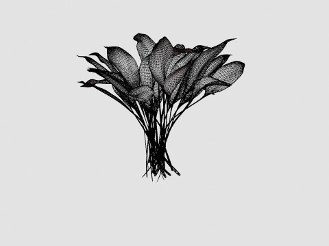Hosta White Feather Bladlilje 3D मॉडल