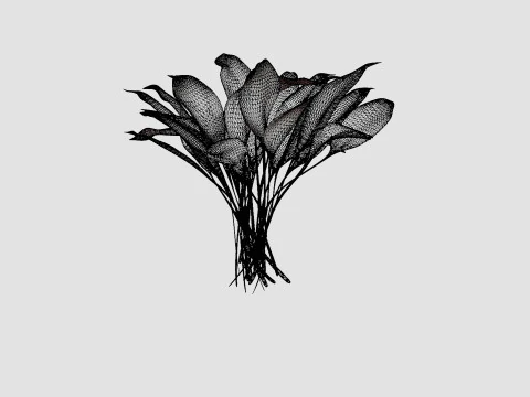 Hosta White Feather Bladlilje 3D Model